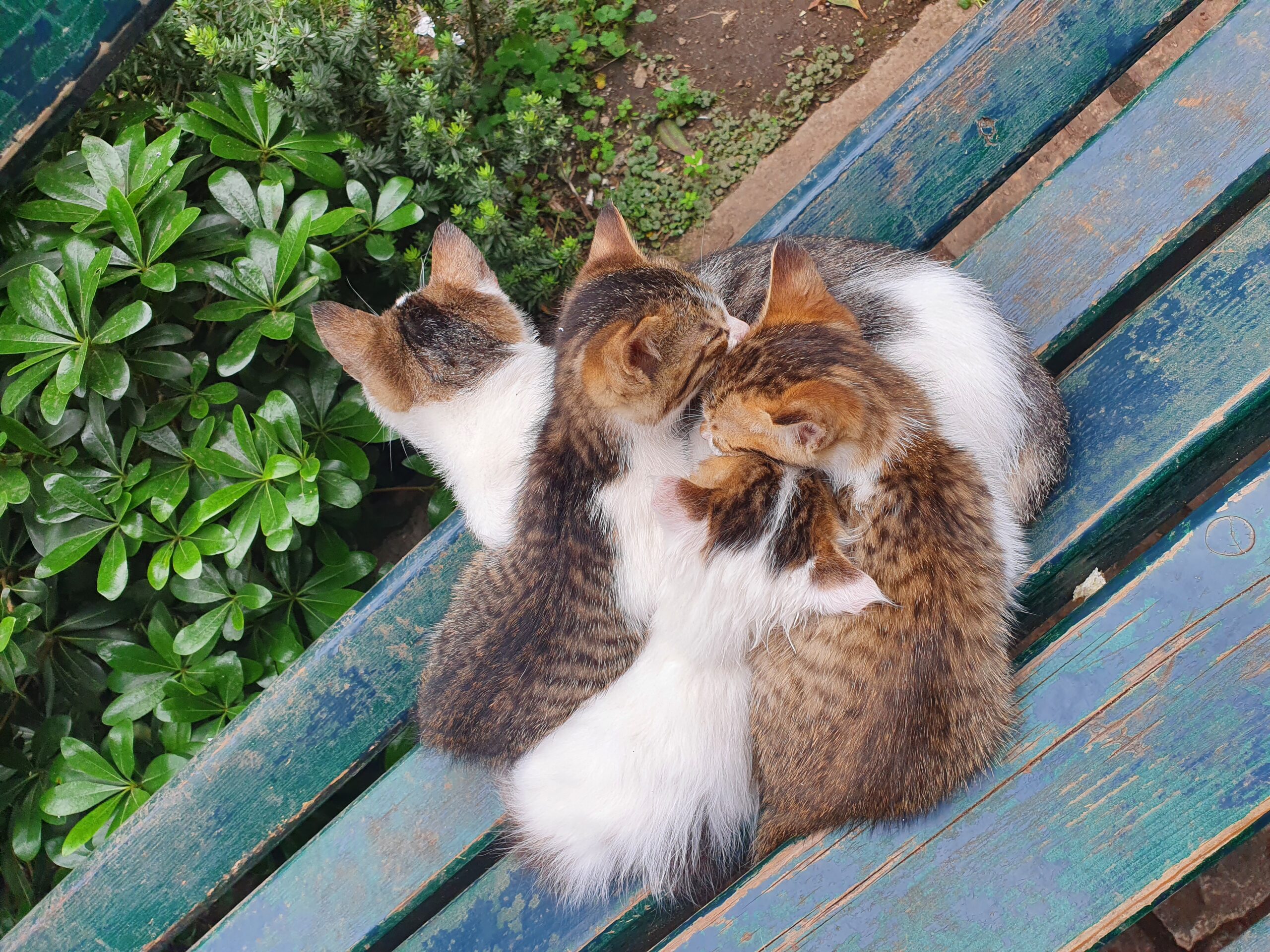 Katzen in Kotor